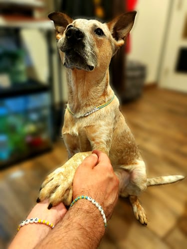 Customer photo review of *LIMITED* Pets and Humans Matching Jewelry Set