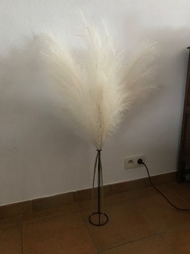 Customer photo review of Pampas 110cm (3 tiges)- Beige