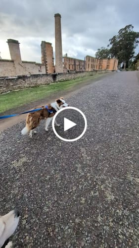 Customer video review of Dog Harness