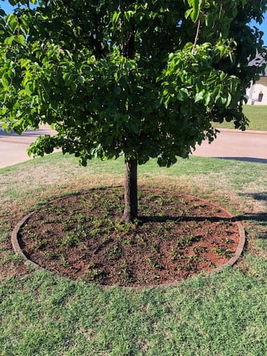 Customer photo review of Vinca Minor Bowles 50 count Flat