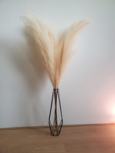 Fotorecensie van een klant over Pampas 110cm (3 stengels)- Crème