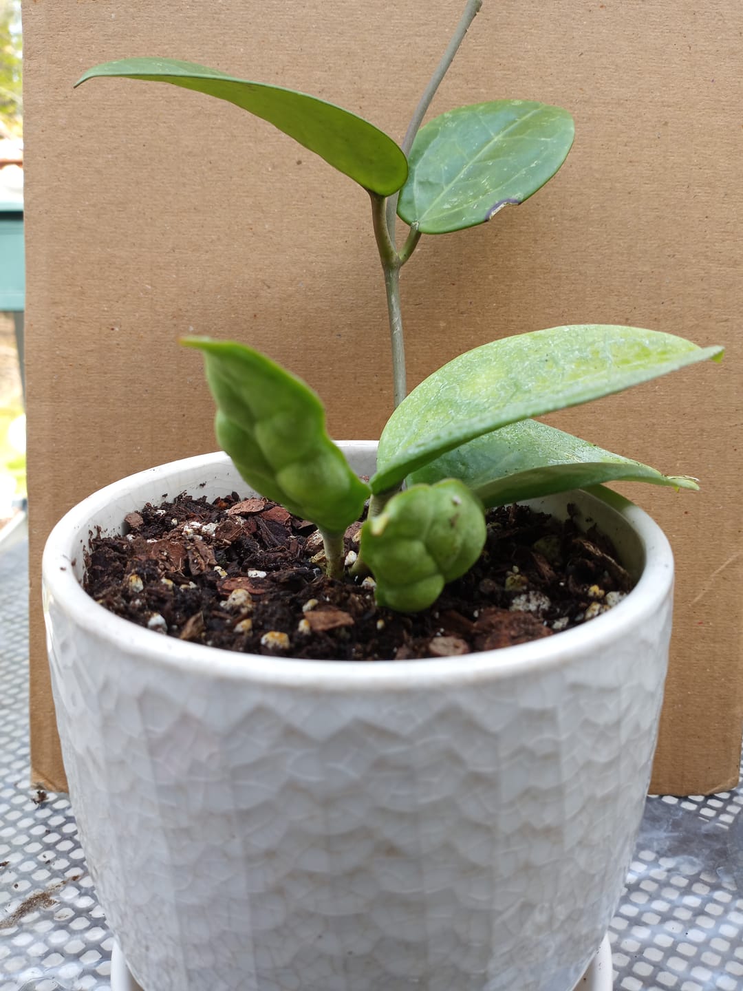 Customer photo review of Hoya fungii