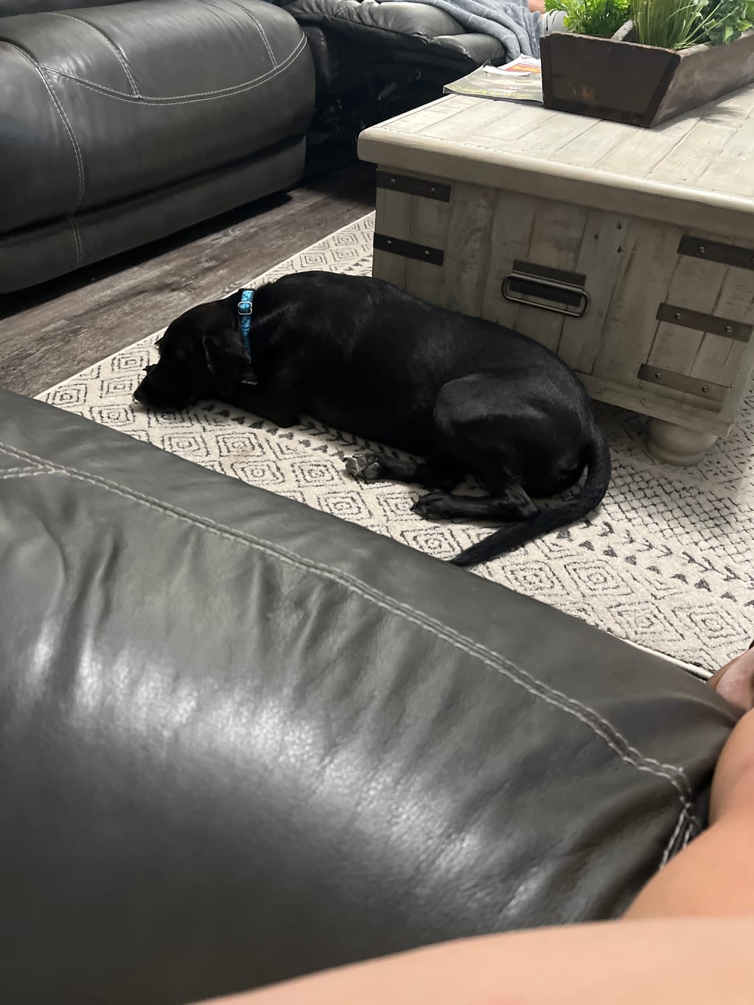 Customer photo review of Bully Stick Ring (Jumbo)