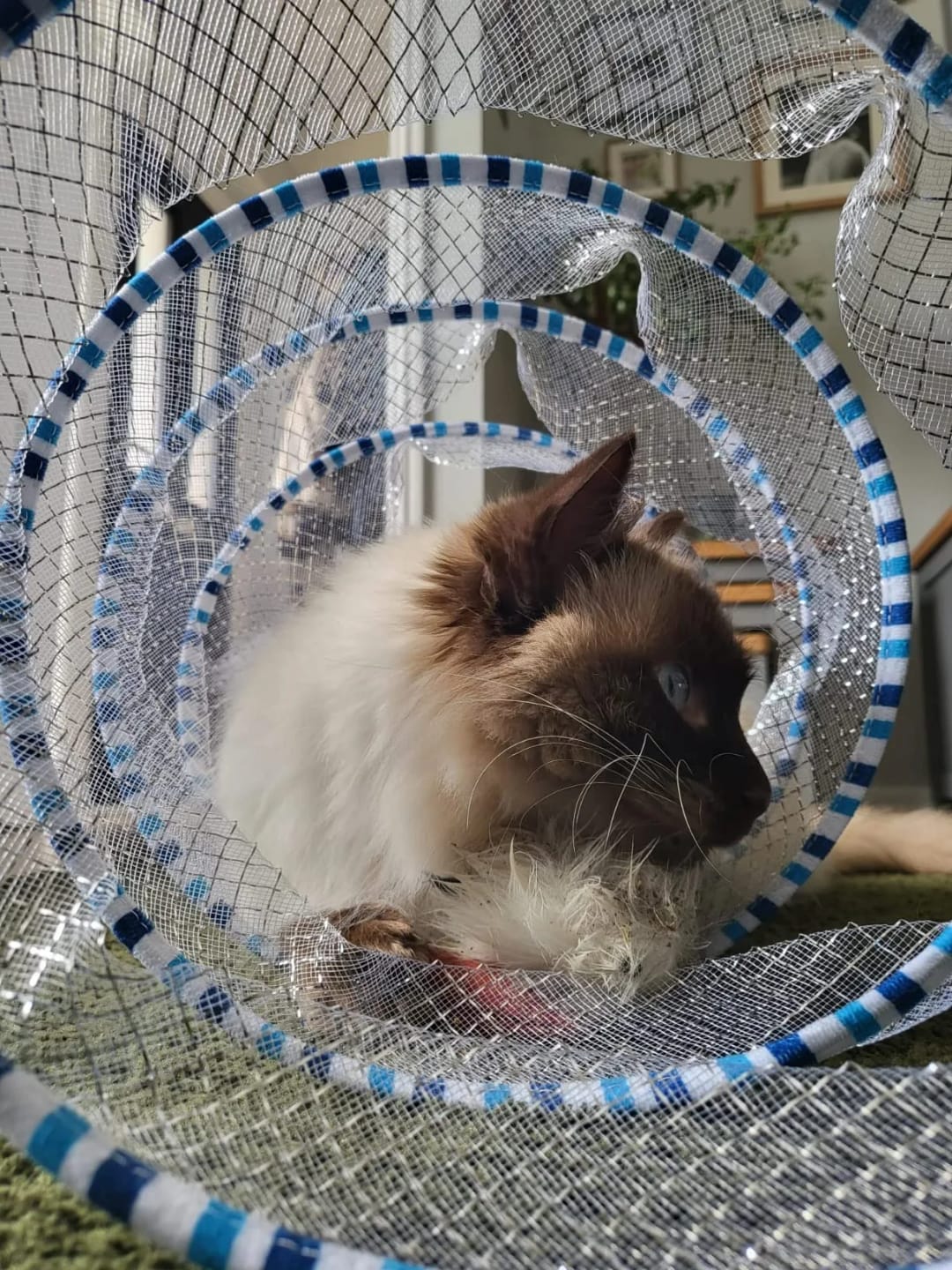 Customer photo review of Spiral Tunnel Toy
