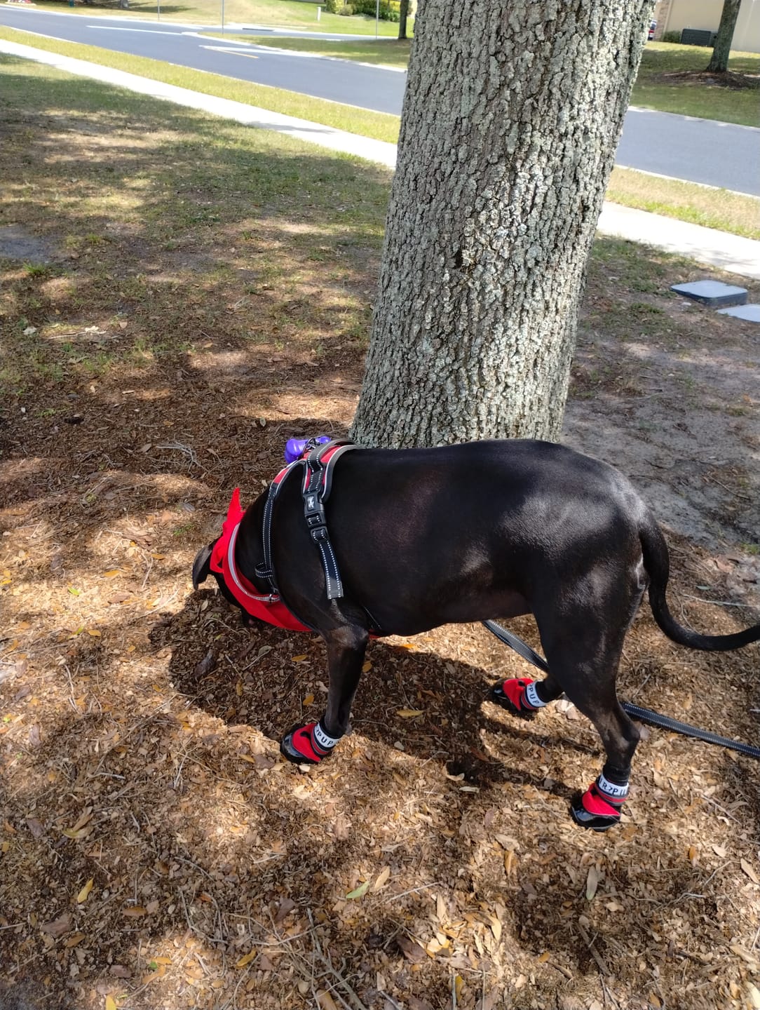 Customer photo review of AIR PUP SOCKS / BOOT LINERS