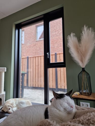 Customer photo review of Pampas 110cm (3 tiges)- Crème