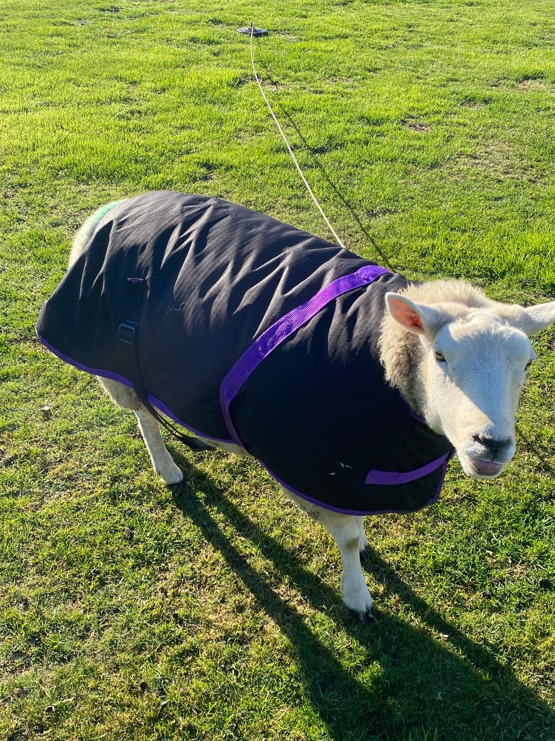 Customer photo review of Sheep Coat | Waterproof