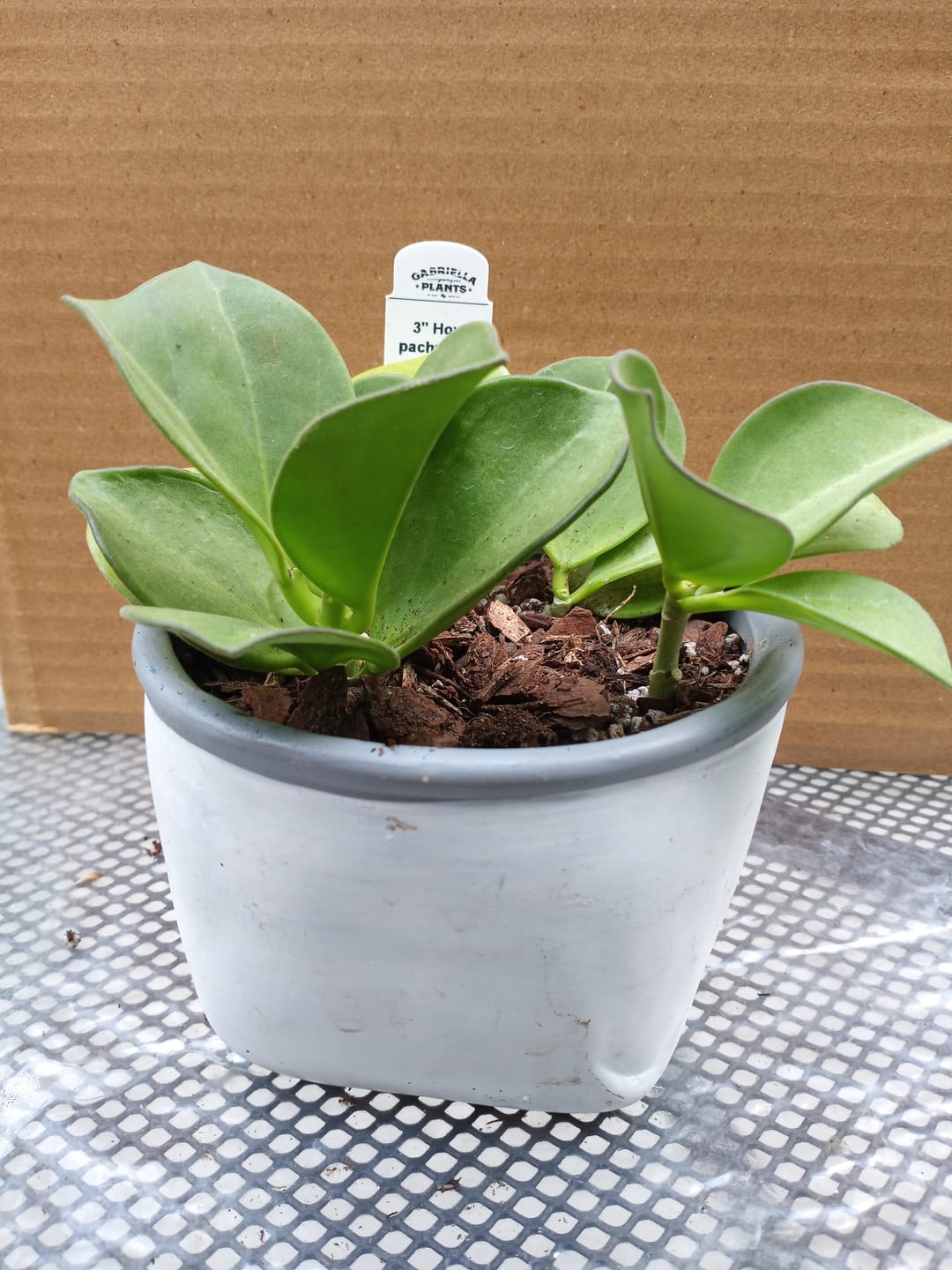 Customer photo review of Hoya pachyclada