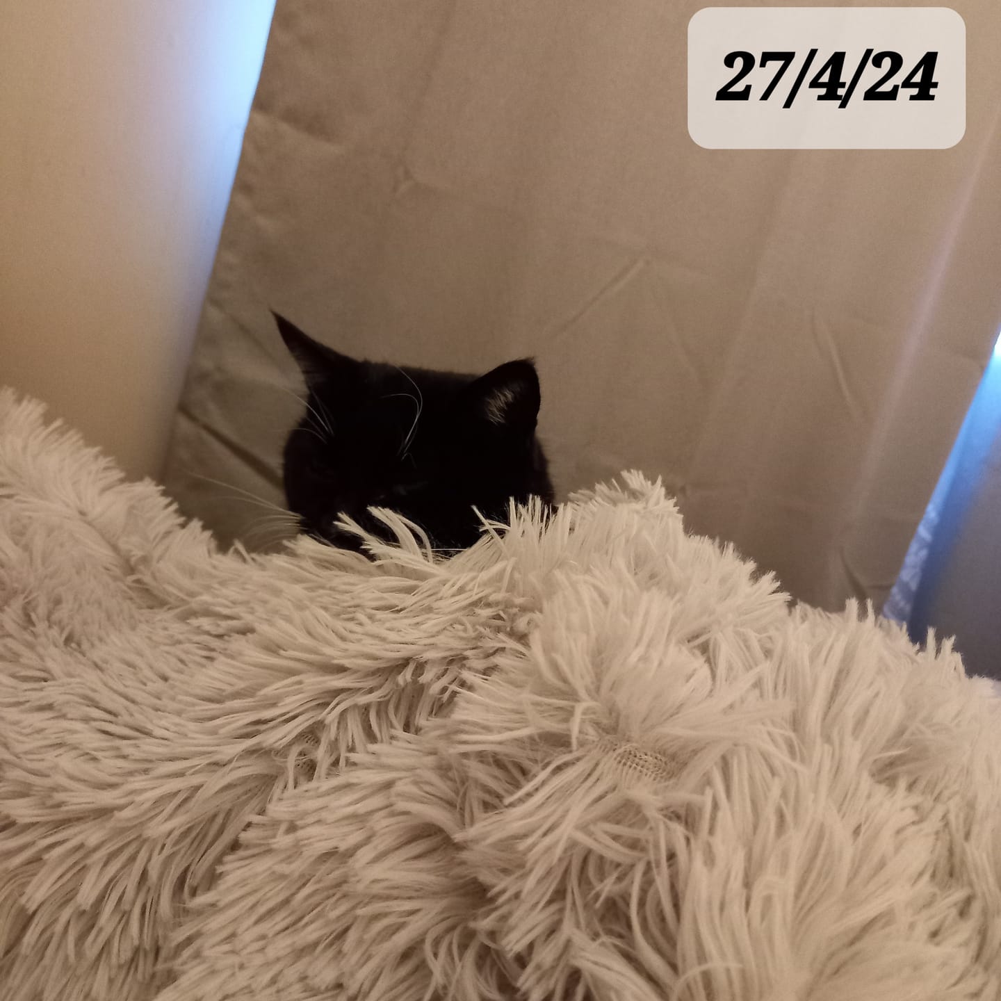 Customer photo review of Matching Calming Blanket