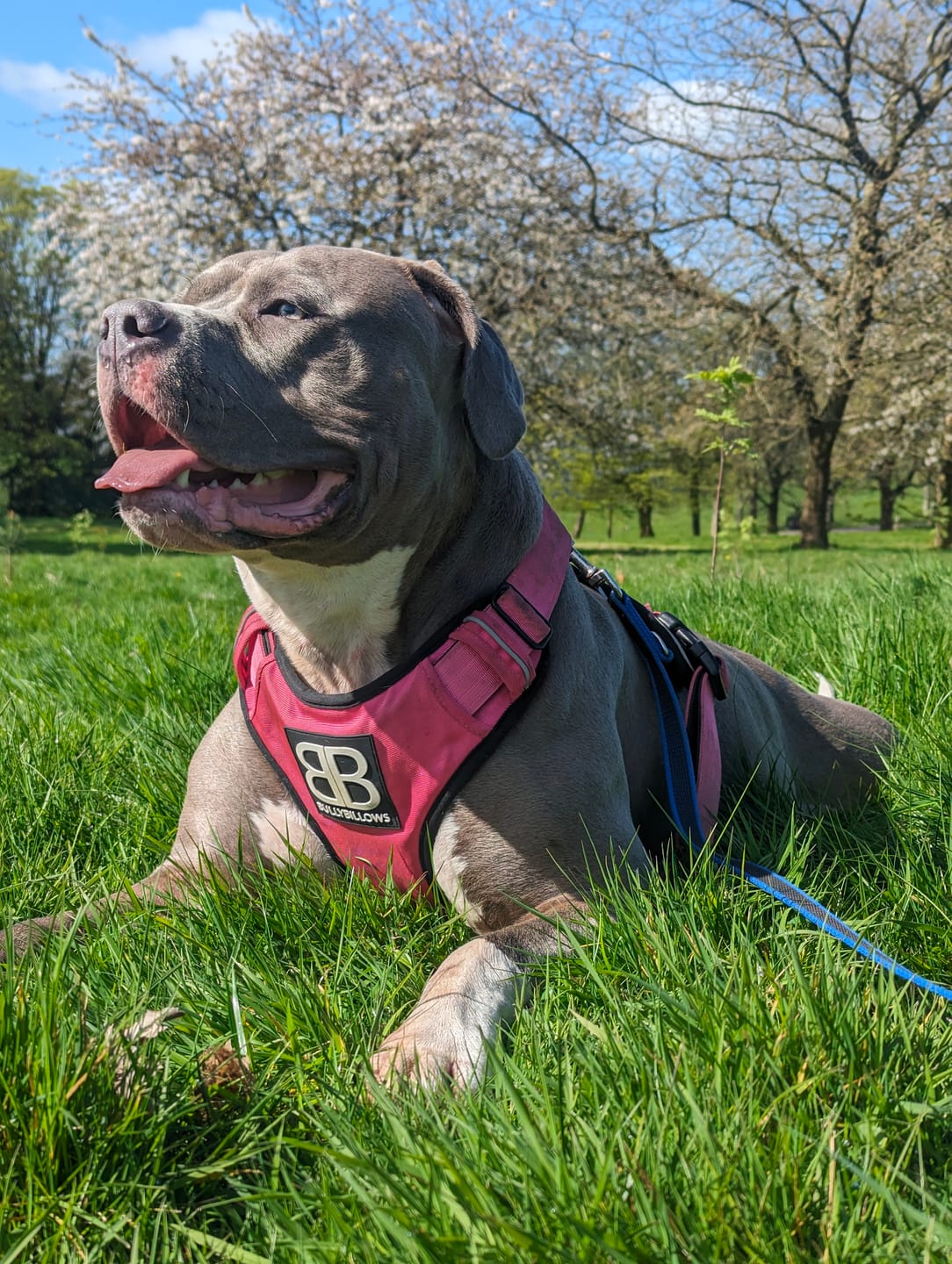 Customer photo review of Premium Comfort Harness | Non Restrictive & Adjustable - Magenta