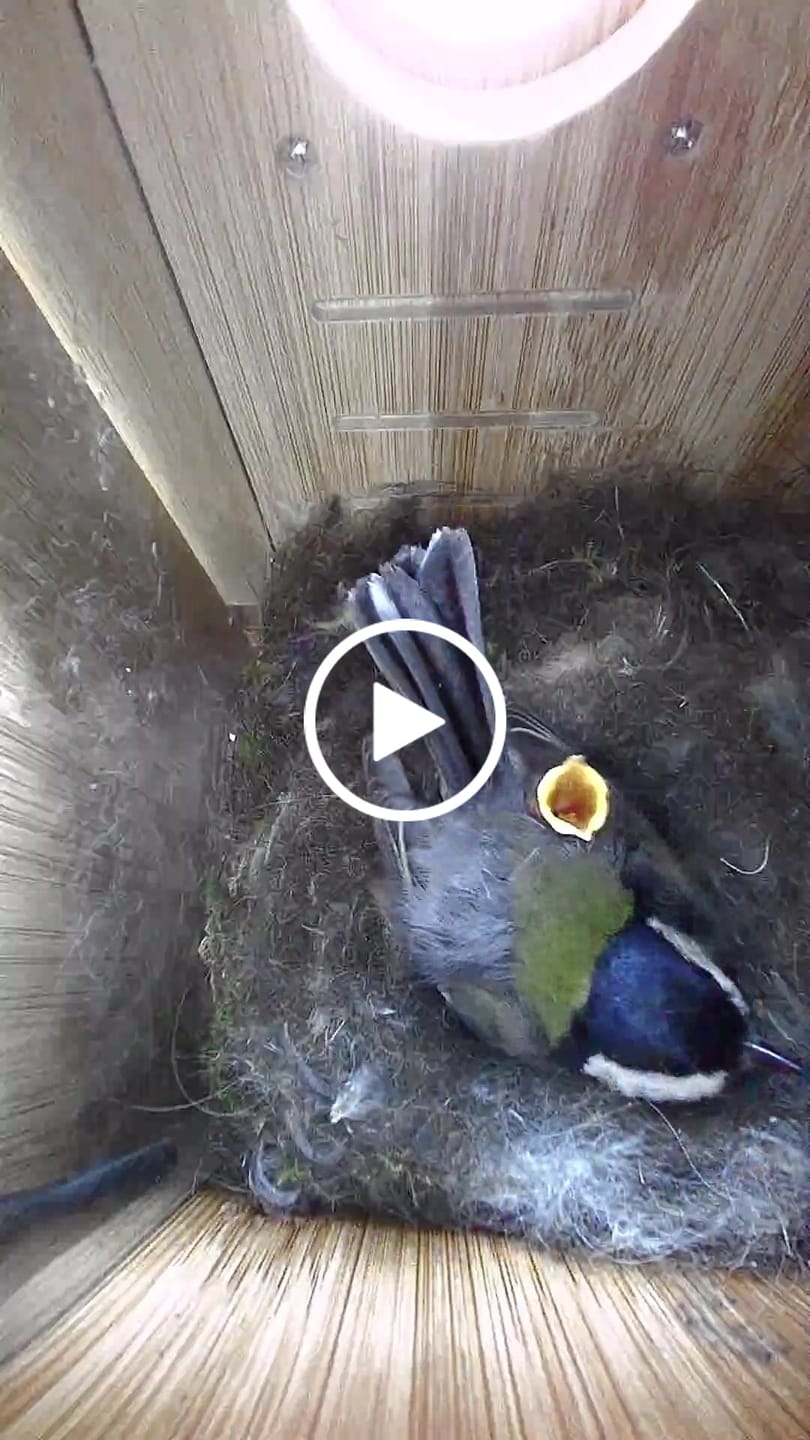 Customer video review of Birdfy Nest - Smart Bird House with Dual Cameras