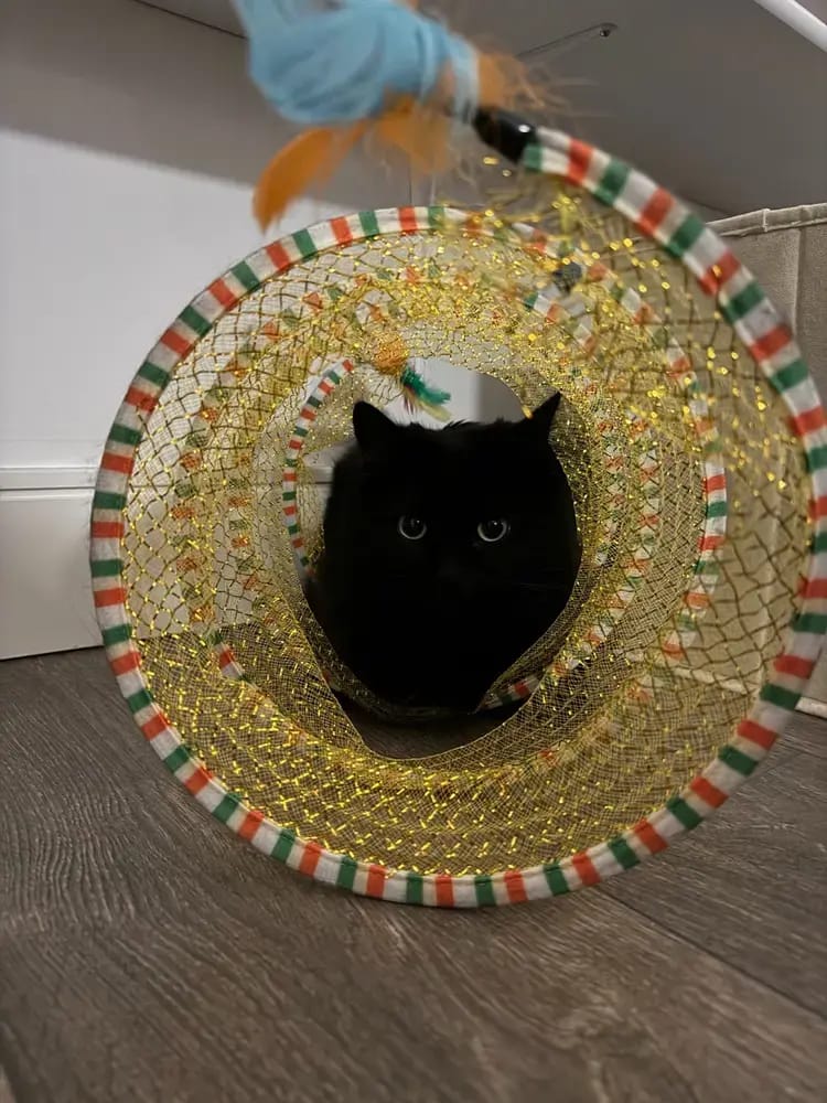Customer photo review of Spiral Tunnel Toy