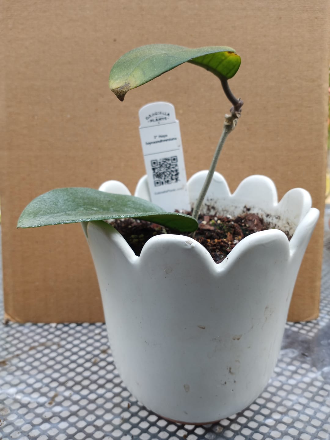 Customer photo review of Hoya surigaoensis