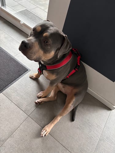 Customer photo review of Pettorina Crime 2.0