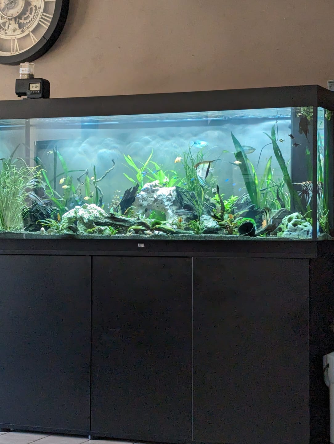 Customer photo review of Aquarium Rio 450 LED Noir Équipé JUWEL - 450L