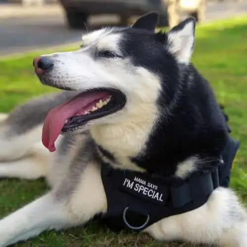 Customer photo review of Tactical Harness Vest