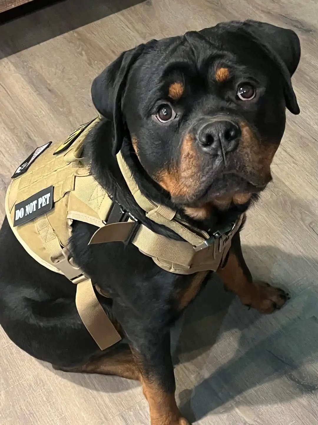 Customer photo review of Tactical Harness Vest