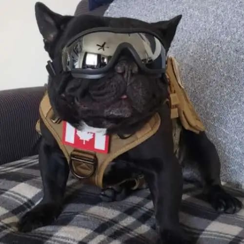 Customer photo review of Tactical Harness Vest