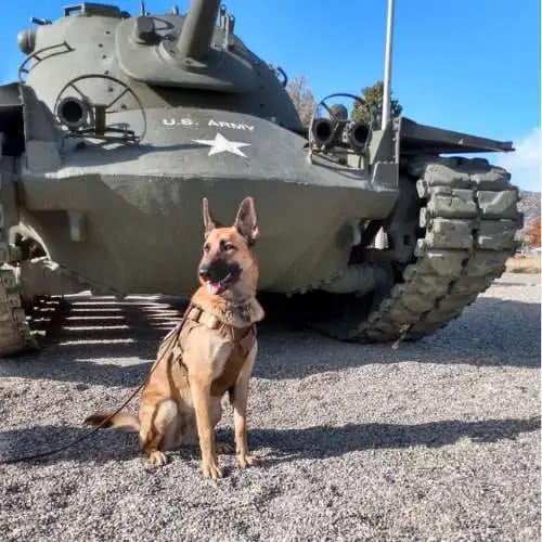 Customer photo review of Tactical Harness Vest