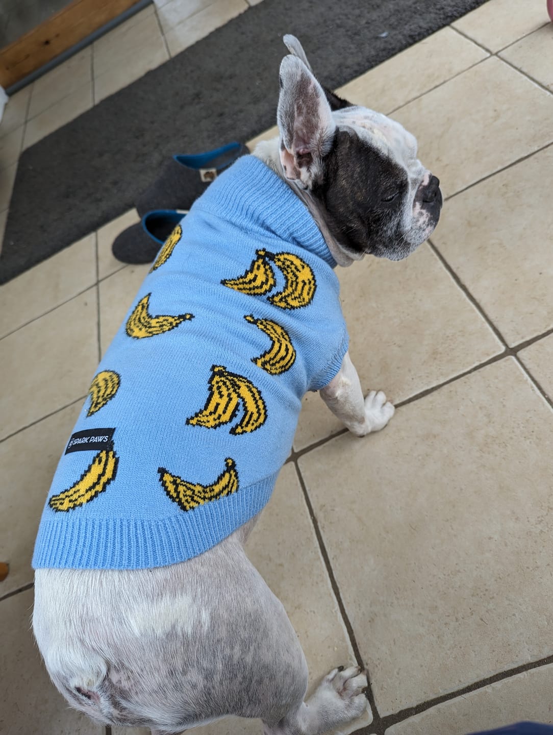 Customer photo review of Banana Knit Dog Sweater
