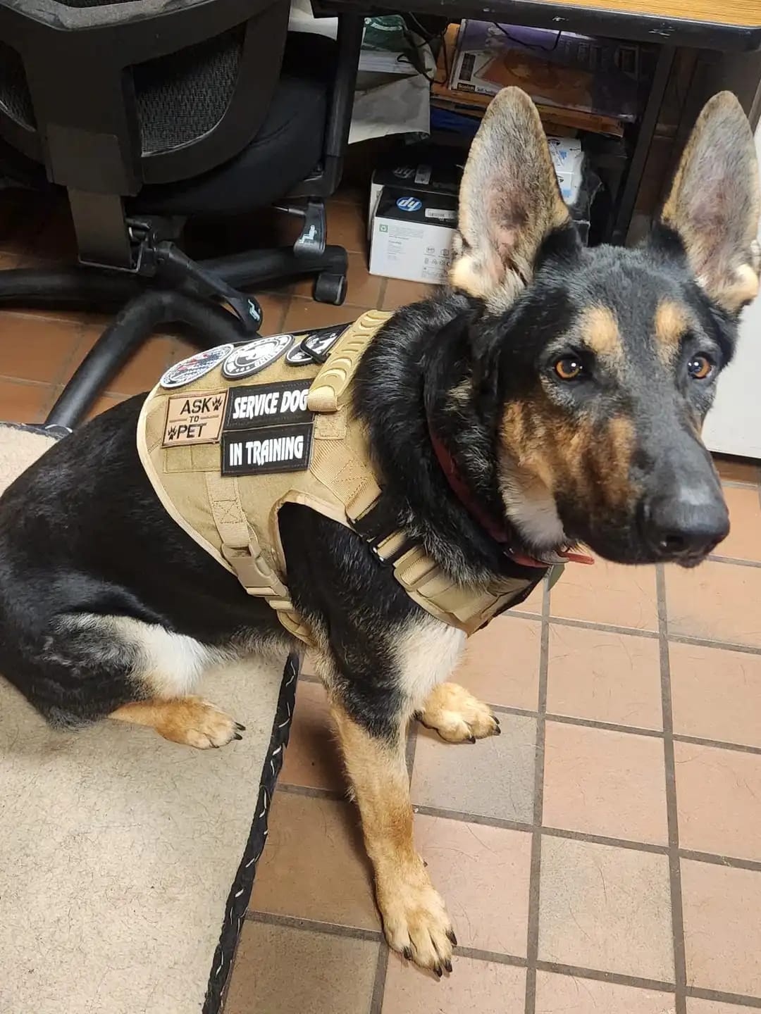 Customer photo review of Tactical Harness Vest