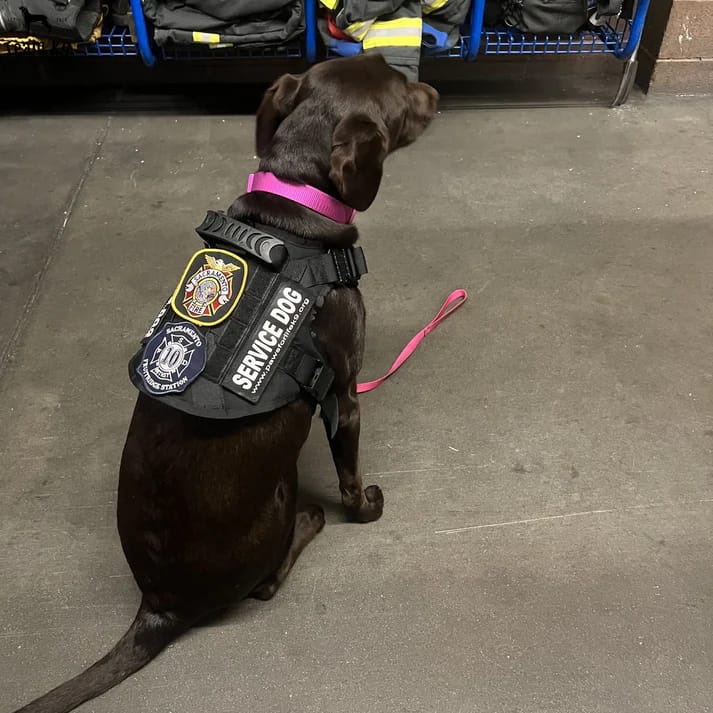 Customer photo review of Tactical Harness Vest