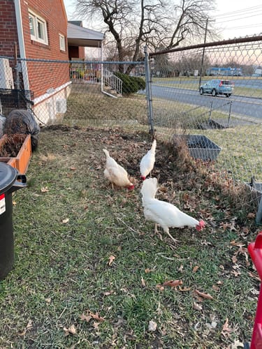 Customer photo review of GrubTerra Dried Larvae