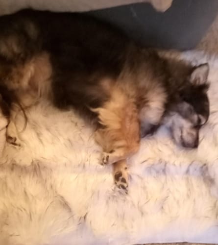 Customer photo review of Faux Wool Plush Rug Soft Shaggy Carpet Home Floor Area Mat Decoration