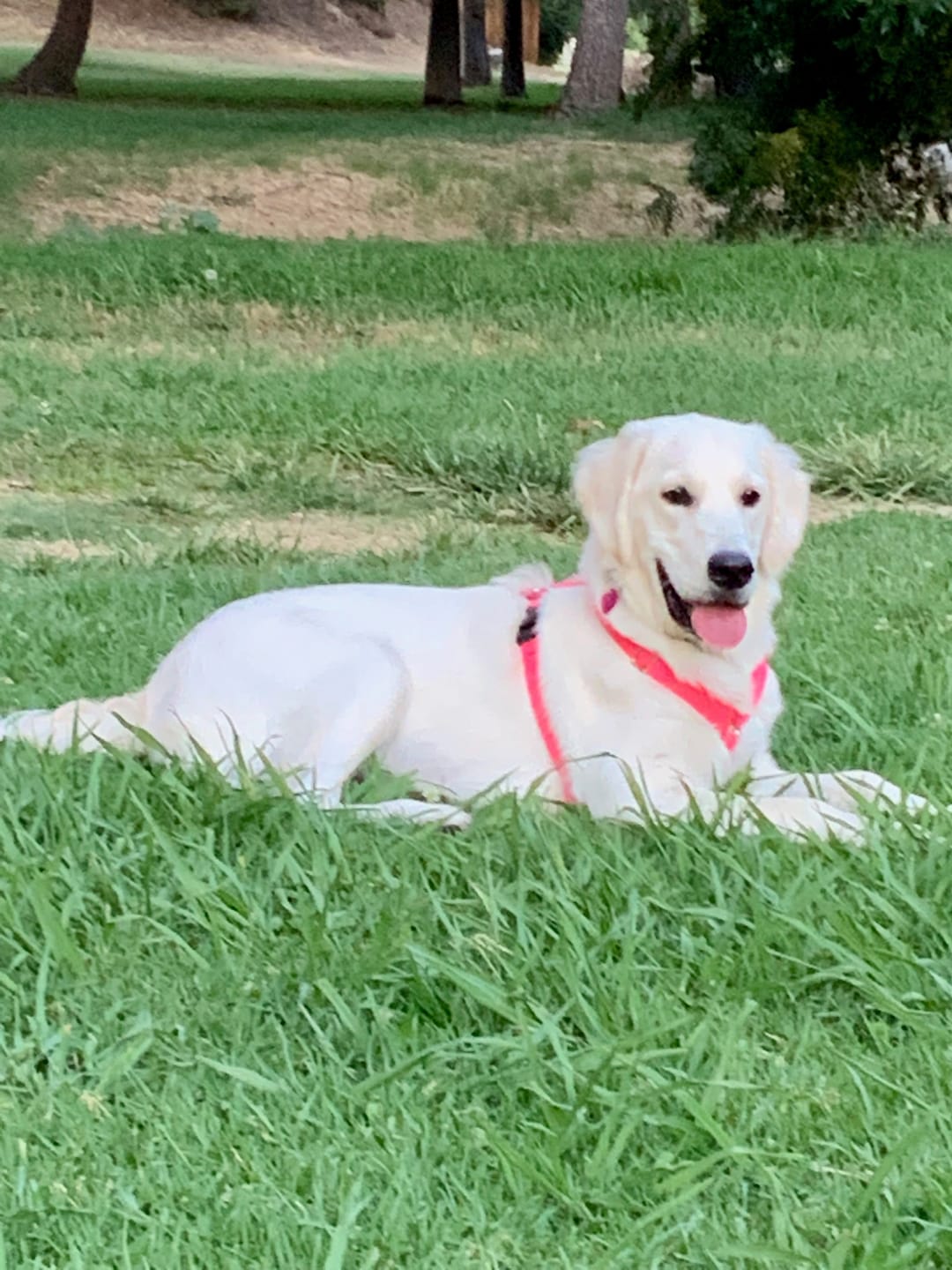 Customer photo review of Cow Ears For Dogs