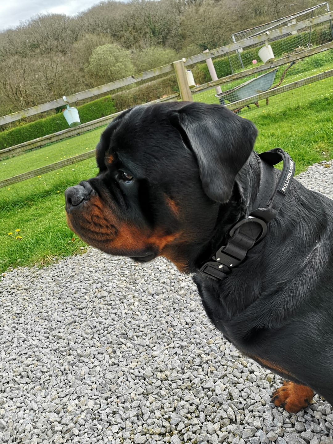 Customer photo review of 4cm LIGHTER Combat® Collar | With Handle Rated Clip - Black x Black