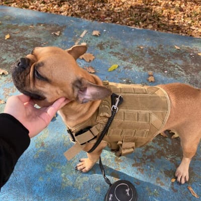 Customer photo review of Tactical Harness Vest