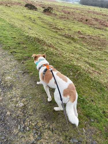 Customer photo review of Dog Harness - 2-Strap Design, 3-colours