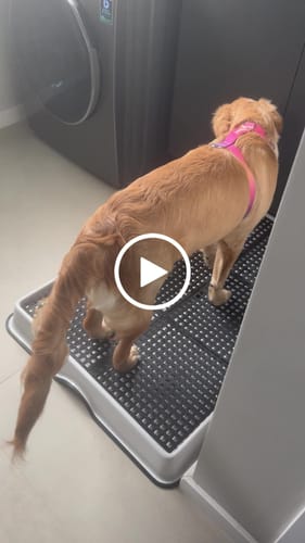 Customer video review of Weasy Cão