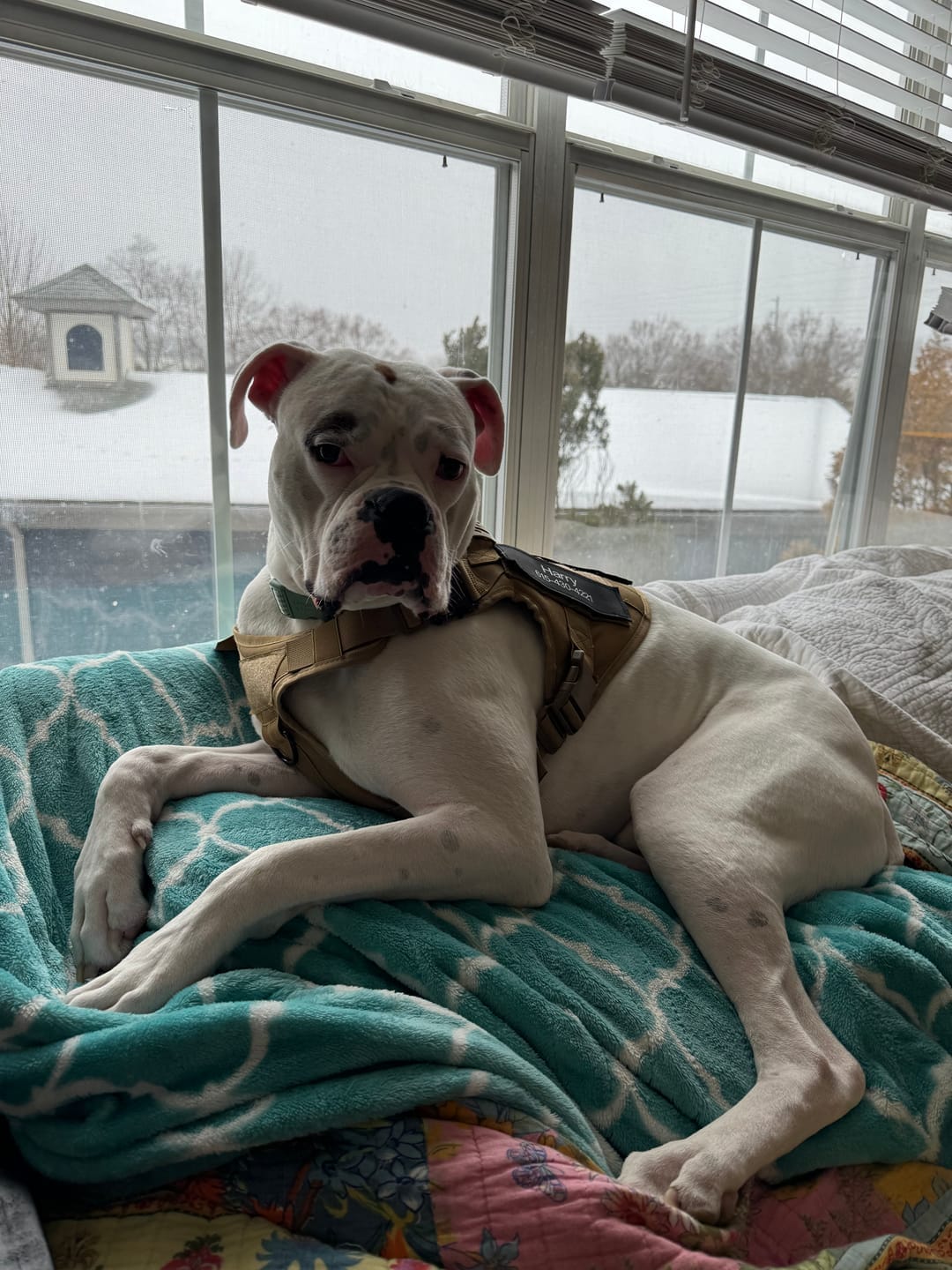 Customer photo review of Tactical Harness Vest
