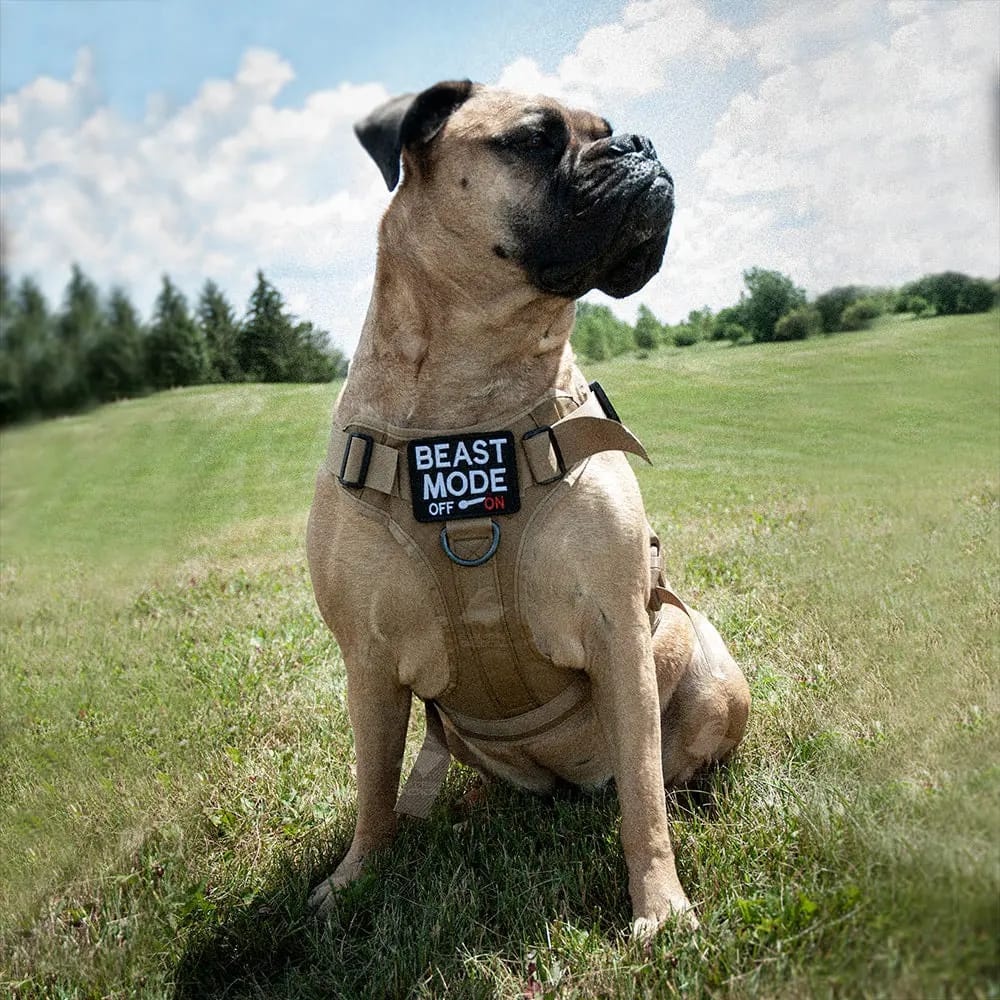 Customer photo review of Tactical Harness Vest