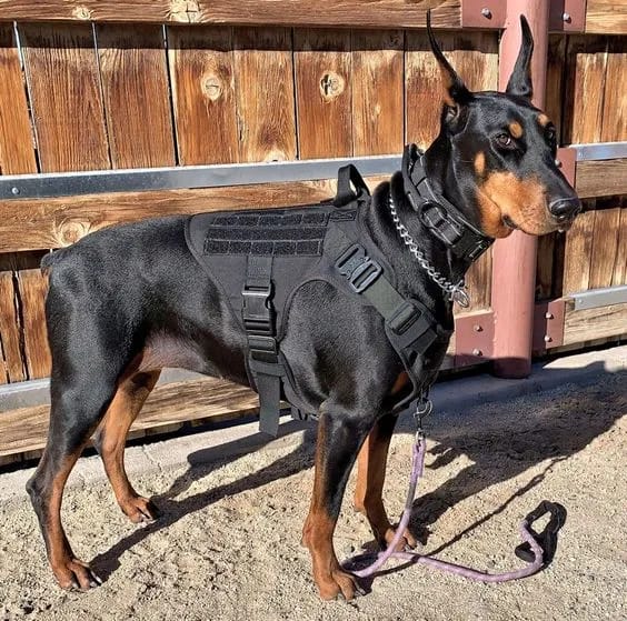 Customer photo review of Tactical Harness Vest