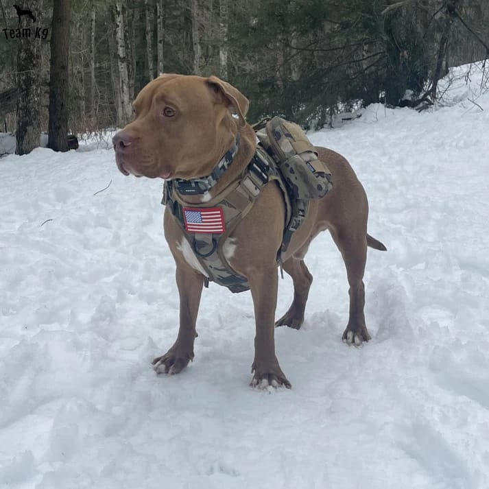 Customer photo review of Tactical Harness Vest
