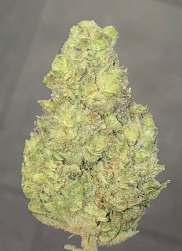 Customer photo review of Cali Collection