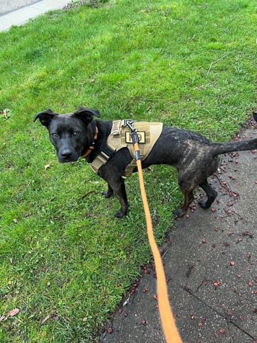 Customer photo review of 2MBH Harness Exchanges