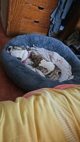 Customer photo review of Cama Antiestrés Para Perros