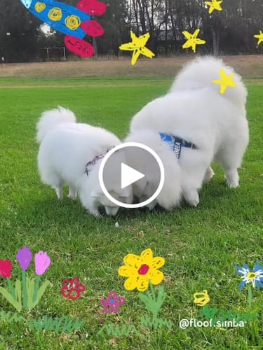 Customer video review of Walk #001 Harness