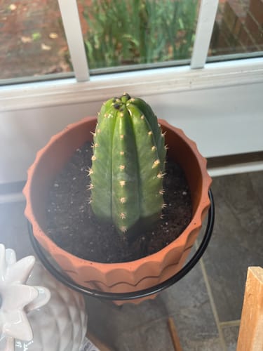 Customer photo review of San Pedro Cactus | Echinopsis (Trichocereus) pachanoi