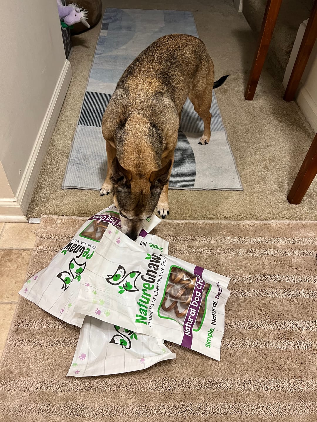 Customer photo review of Bully Stick Springs 7-10"