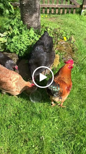 Customer video review of BSF Larven - getrocknete Soldatenfliegenlarven