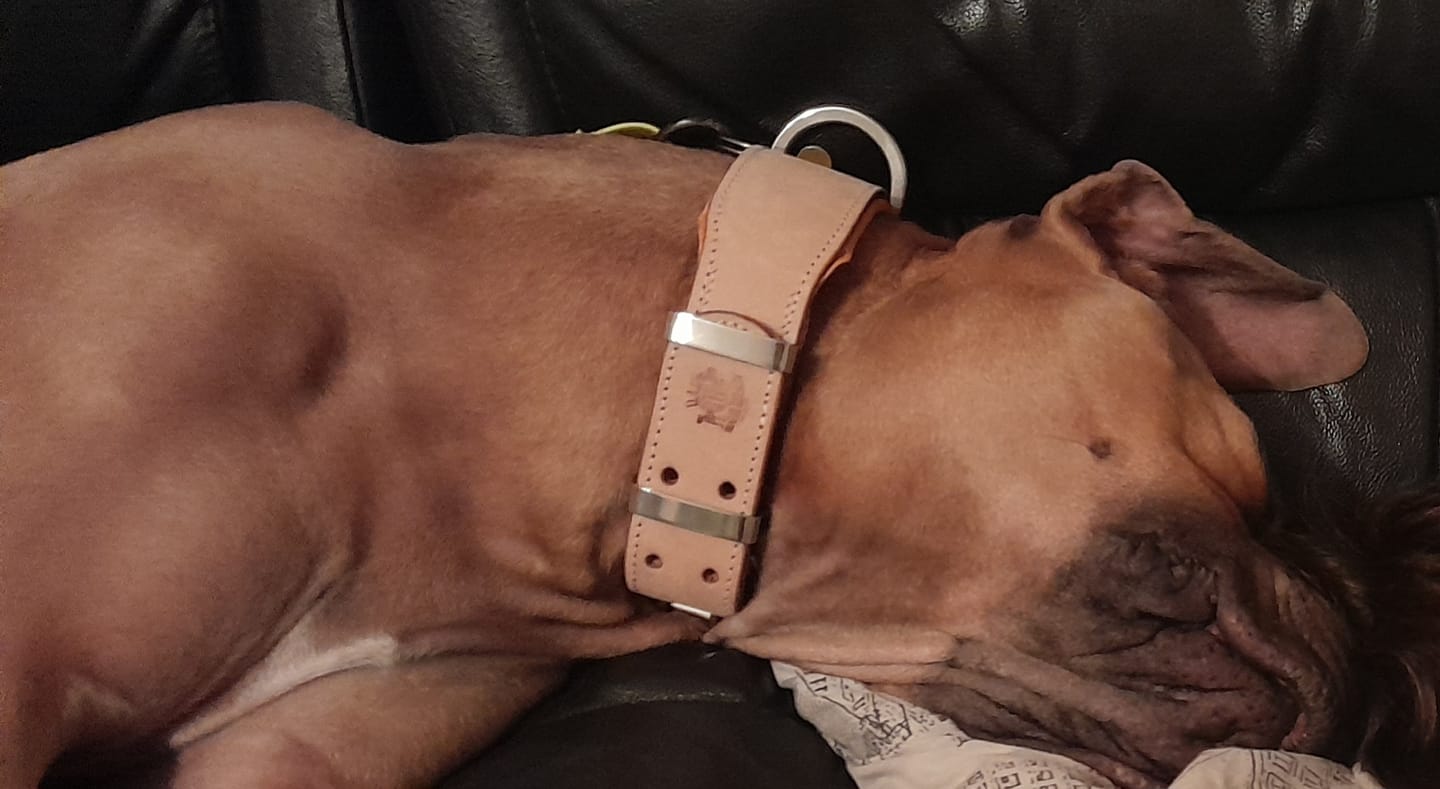 Customer photo review of Hand Made Leather Dog Collar - Classic Buckskin (Wide Fit)