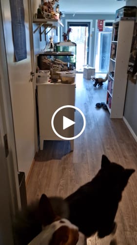 Customer video review of Red Panda teddy Hansa Creation 70cm