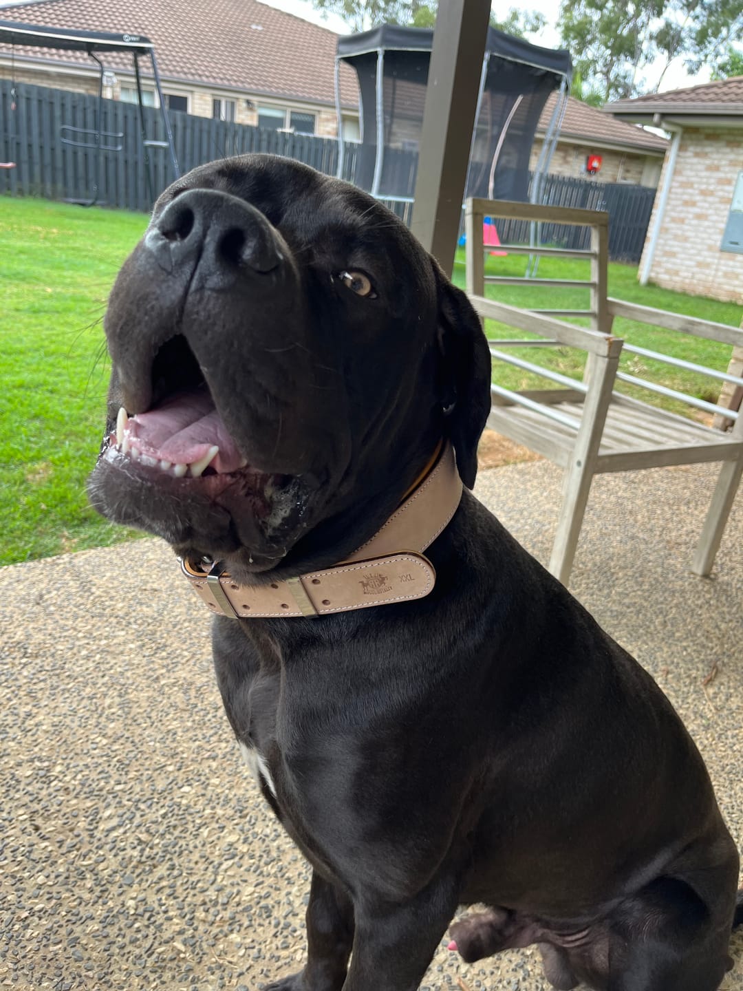 Customer photo review of Hand Made Leather Dog Collar - Classic Buckskin (Wide Fit)