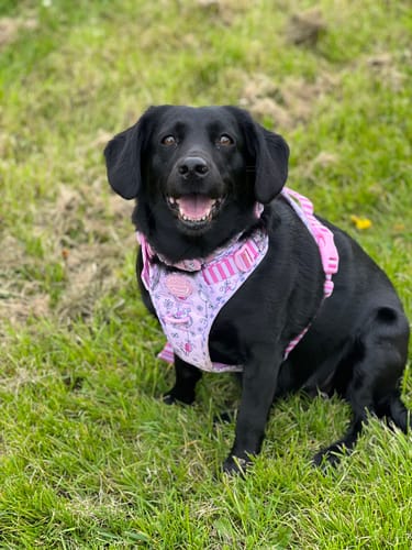 Customer photo review of Tough Trails™ Harness - Piglet