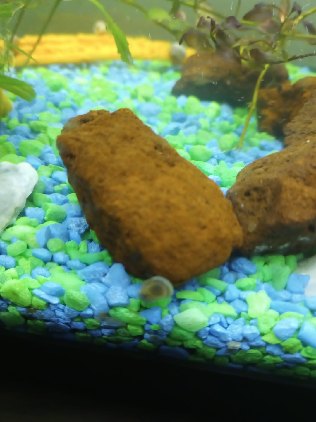 Customer photo review of RAMSHORN SNAILS (ASSORTED BLUE, PINK,GREY,GOLD)
