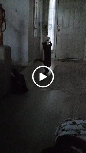 Customer video review of Interactive Bird Simulation Cat Toy Set